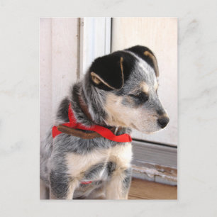 Puppy Poised Postcard