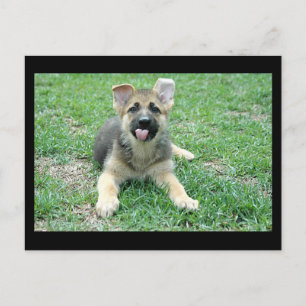 Puppy Postcard