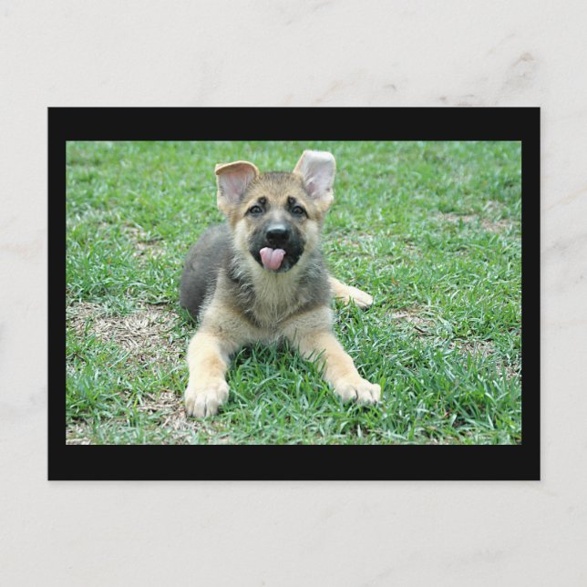 Puppy Postcard (Front)