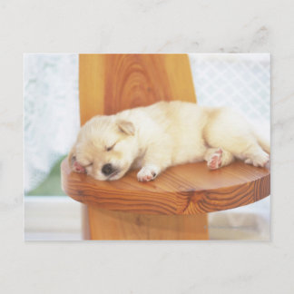 Puppy Postcard