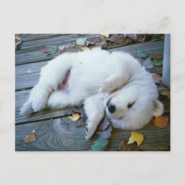 puppy postcard (Front)