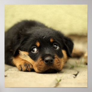 Puppy Poster