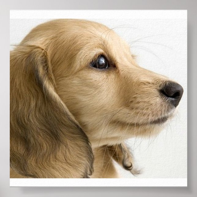 Puppy Poster (Front)