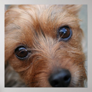 Puppy Poster