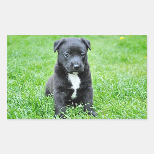 Puppy Rectangular Sticker (Front)