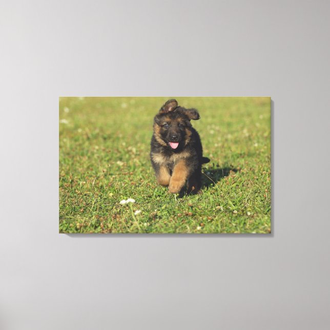 Puppy Running Canvas Print (Front)