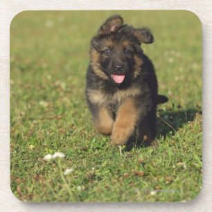 Puppy Running Coaster