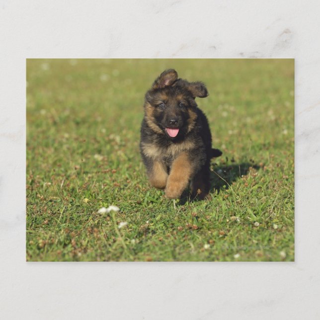 Puppy Running Postcard (Front)