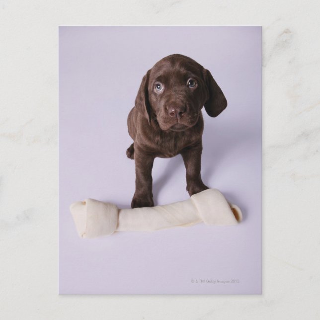 Puppy Sitting by a Bone Postcard (Front)