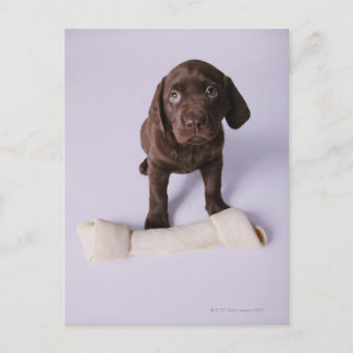 Puppy Sitting by a Bone Postcard