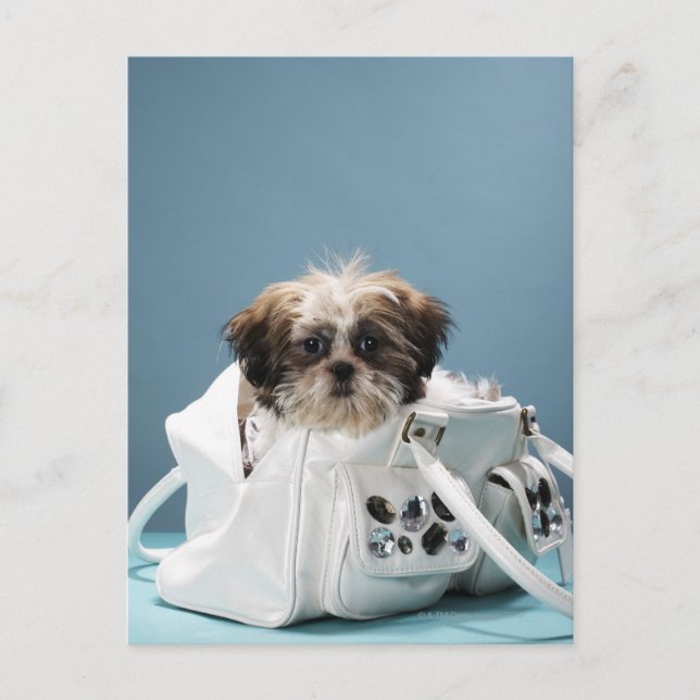 Puppy sitting in handbag postcard (Front)