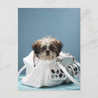 Puppy sitting in handbag postcard