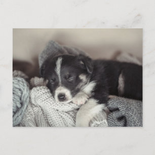 Puppy sleeping Holiday Postcard