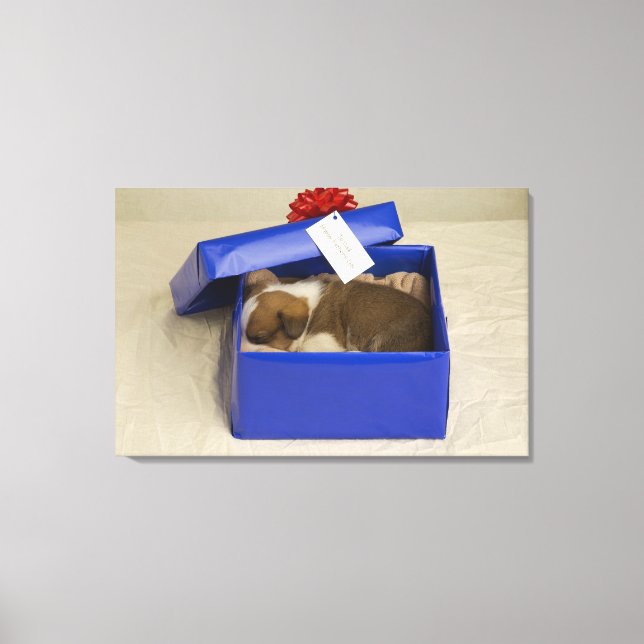Puppy sleeping in a gift box canvas print (Front)