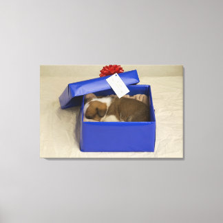 Puppy sleeping in a gift box canvas print