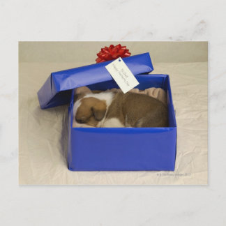 Puppy sleeping in a gift box postcard