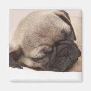 Puppy Soundly Sleeping Magnet