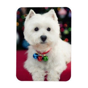 Puppy wearing Christmas bell on neck Magnet