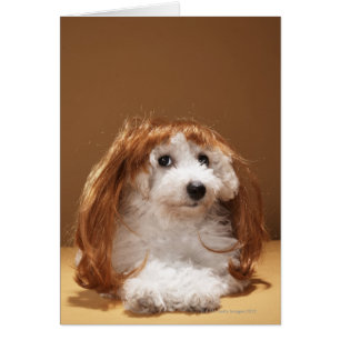 Puppy wearing ginger wig