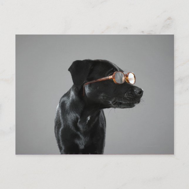 Puppy wearing glasses postcard (Front)