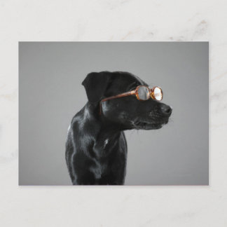 Puppy wearing glasses postcard