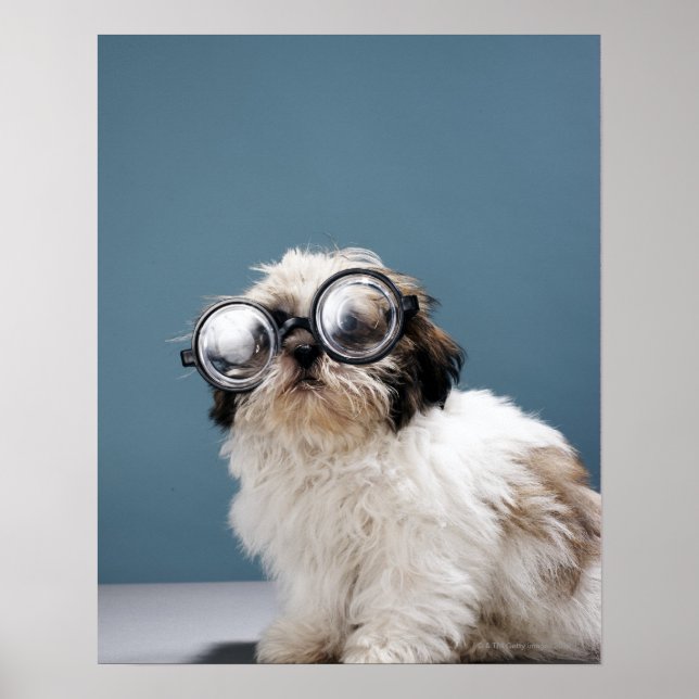 Puppy wearing thick glasses poster (Front)
