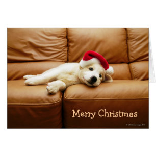 Puppy wears a christmas hat and lying on sofa