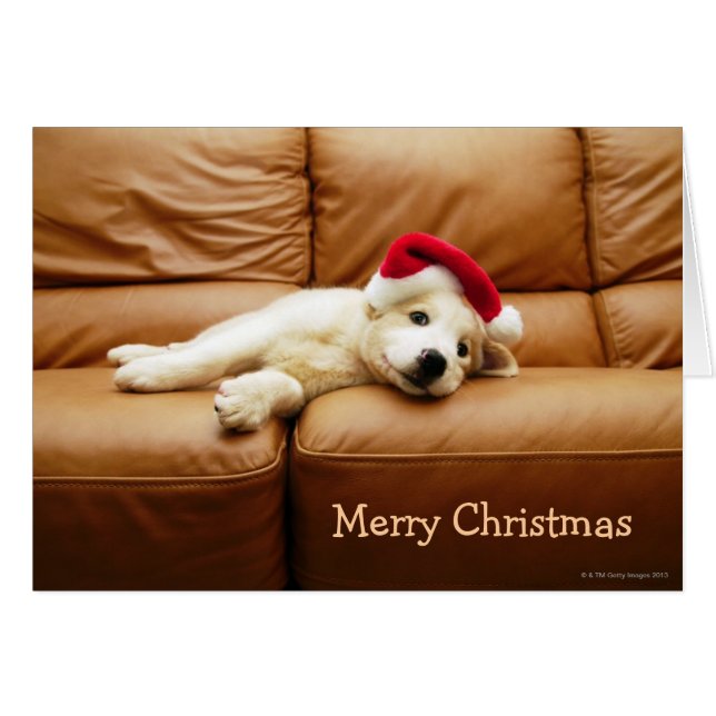 Puppy wears a christmas hat and lying on sofa (Front Horizontal)