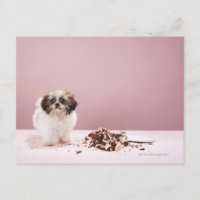 Puppy with cake on floor