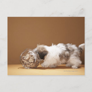 Puppy with head in cookie jar postcard