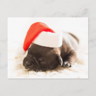 Puppy with santa hat | Christmas Holiday Postcard