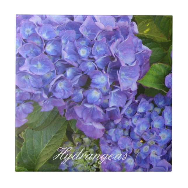 Puprle  Hydrangeas Tile (Front)