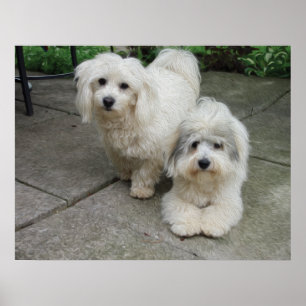 Pups in Oil Poster