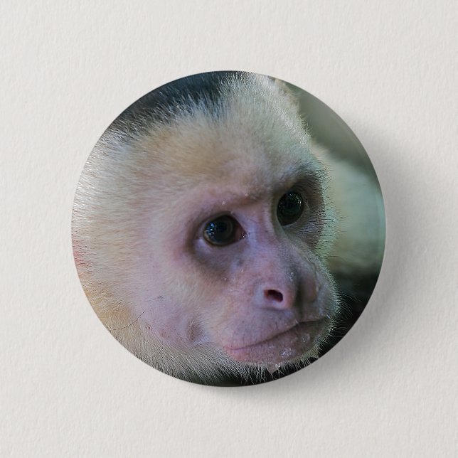 Pura vida for White-faced capuchin monkey 6 Cm Round Badge (Front)