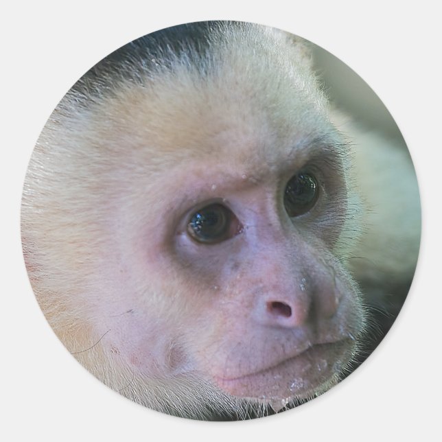Pura vida for White-faced capuchin monkey Classic Round Sticker (Front)