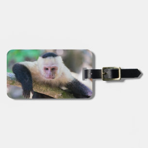 Pura vida for White-faced capuchin monkey Luggage Tag