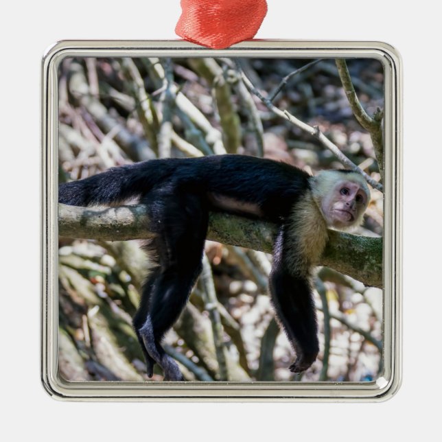 Pura vida for White-faced capuchin monkey Metal Tree Decoration (Front)