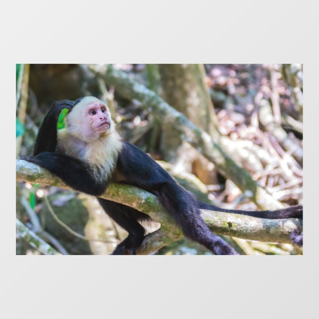 Pura vida for White headed capuchin monkey (Sheet)