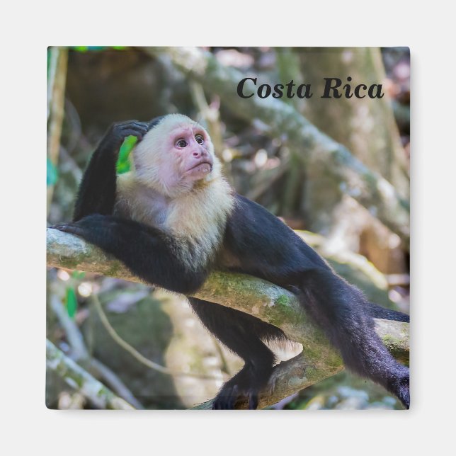 Pura vida for White headed capuchin monkey Magnet (Front)