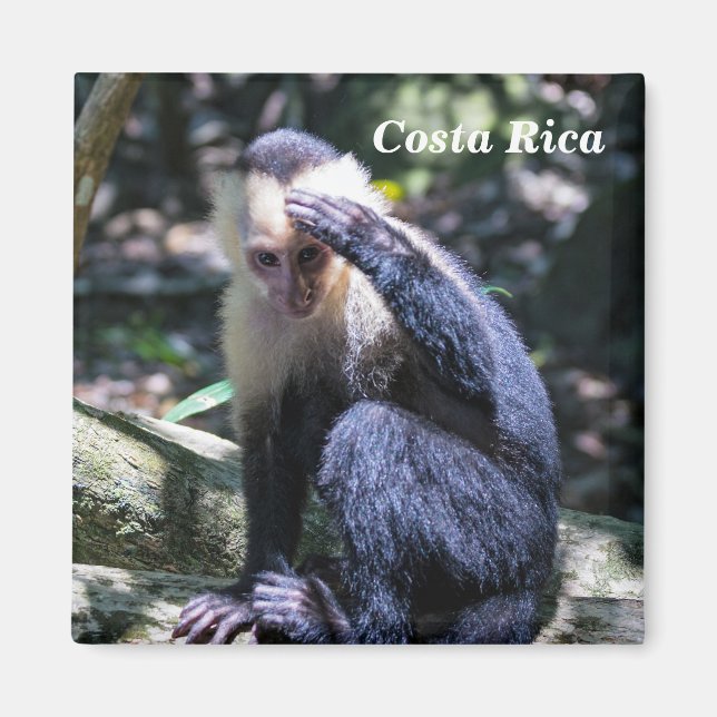 Pura vida for White headed capuchin monkey Magnet (Front)