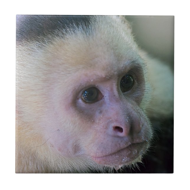 Pura vida for White headed capuchin monkey Tile (Front)