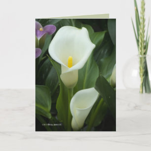 Pure Calla Card