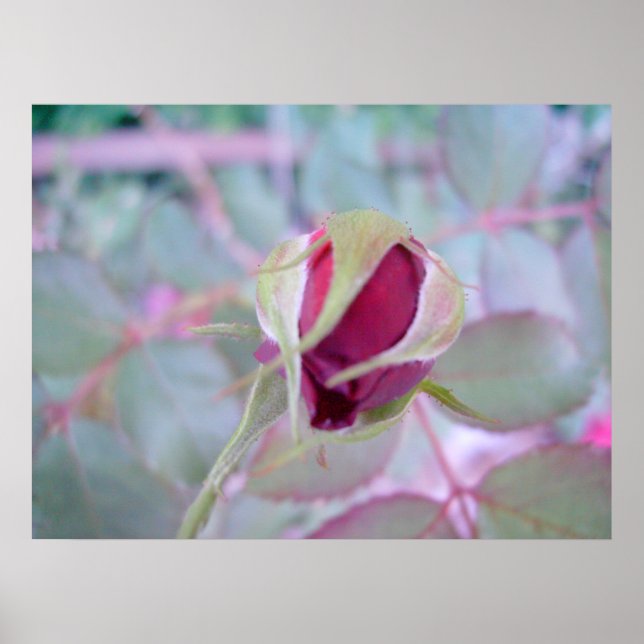 Pure Elegance Poster (Front)