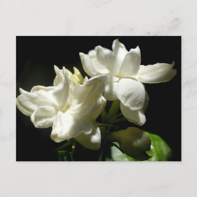 Pure Jasmine Postcard (Front)