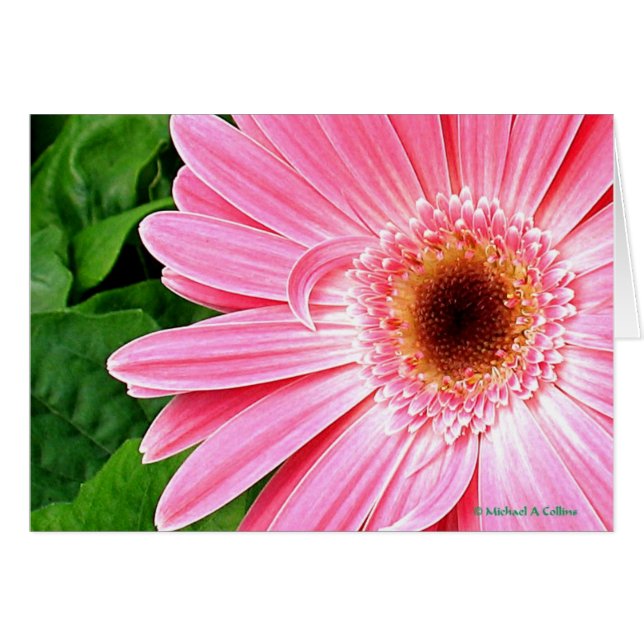 Pure Pink (Front Horizontal)