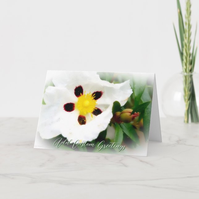 Pure White & Bright Blossom flower Greeting Card (Front)
