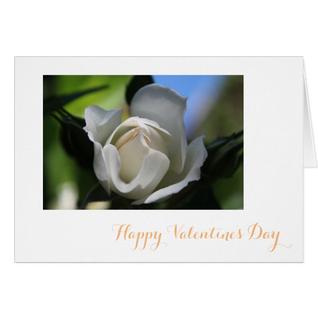 Pure white rose flower happy Valentine's (Front Horizontal)