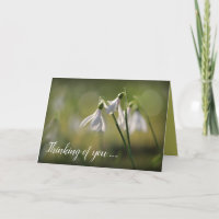 Pure White Snowdrops in Spring