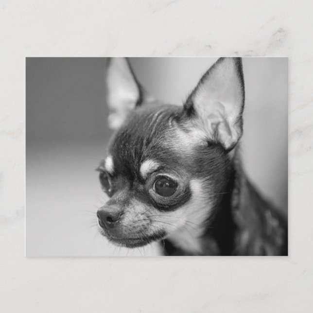 Purebred Chiwawa Puppy Postcard (Front)