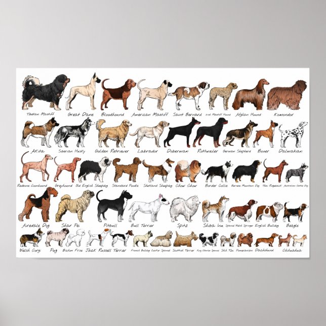Purebred Dog Breeds Poster (Front)